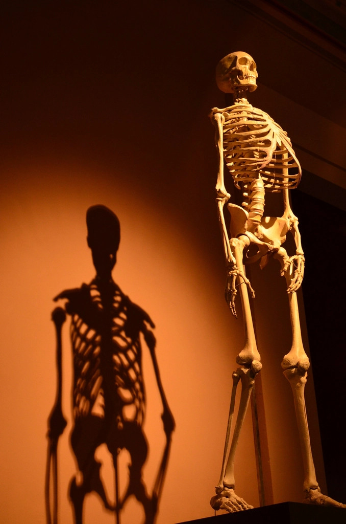 Human Anatomy &amp; Physiology