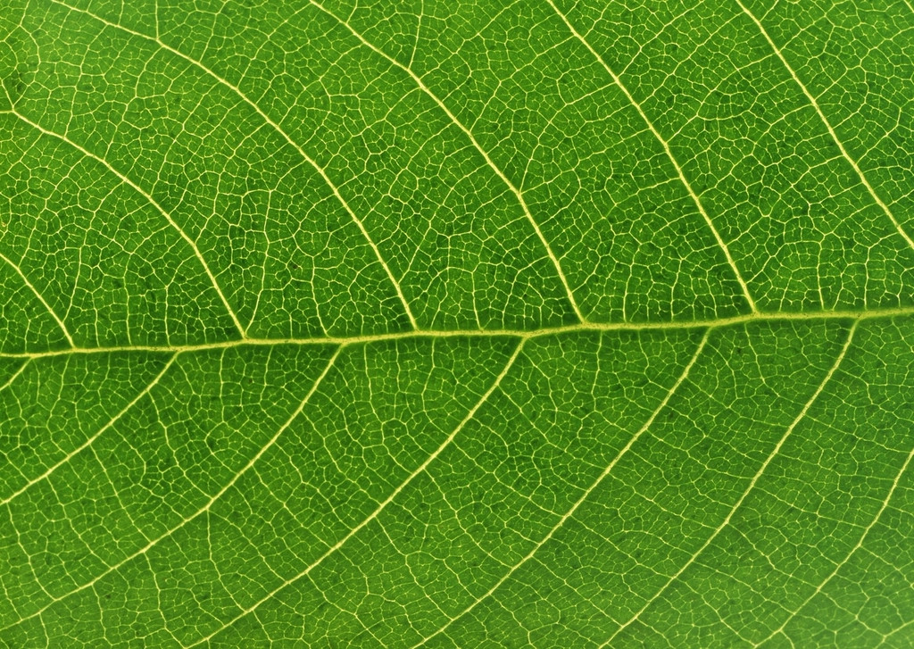 Plant Biology &amp; Photosynthesis